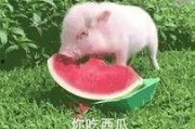 猪猪吃美食 